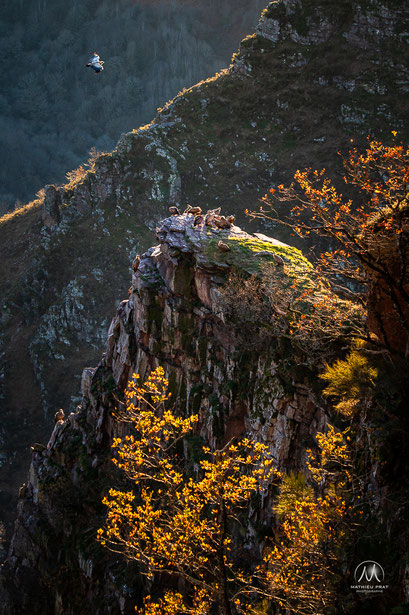  PEÑAS D'ITSUSI - UN MAJESTUEUX REPAIRE DE VAUTOURS   Situées à la limite entre Hegoalde et Iparralde, au nord de la province de Navarre, un des joyaux naturels et sauvages du Pays basque.   Entre le sommet de l’Artzamendi et le torrent du Bastan qu’elles
