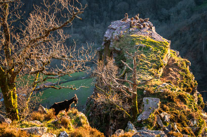  PEÑAS D'ITSUSI - UN MAJESTUEUX REPAIRE DE VAUTOURS   Situées à la limite entre Hegoalde et Iparralde, au nord de la province de Navarre, un des joyaux naturels et sauvages du Pays basque.   Entre le sommet de l’Artzamendi et le torrent du Bastan qu’elles