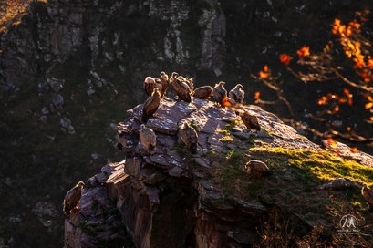  PEÑAS D'ITSUSI - UN MAJESTUEUX REPAIRE DE VAUTOURS   Situées à la limite entre Hegoalde et Iparralde, au nord de la province de Navarre, un des joyaux naturels et sauvages du Pays basque.   Entre le sommet de l’Artzamendi et le torrent du Bastan qu’elles