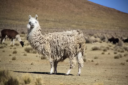 Lamas