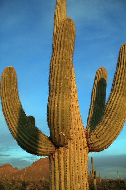 Saguaros N.P., Arizona