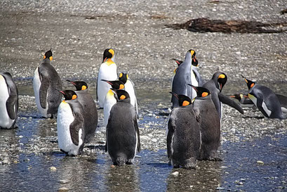 Bahia Inutil - Königspinguine