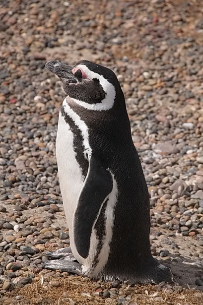 Cabo Tombo N.P. - Magellan Pinguine