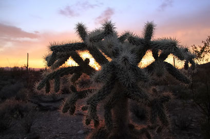 Saguaros N.P., Arizona