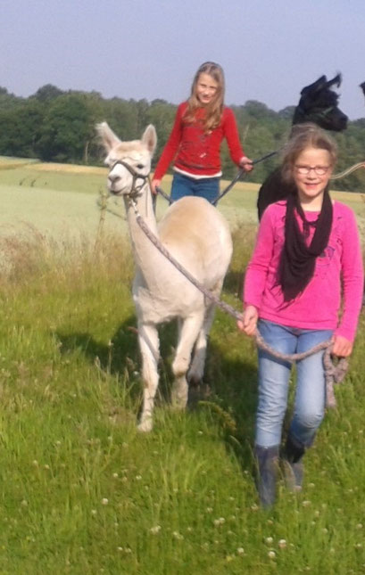Das macht Spaß - kleine Hügel finden Alpakas und Lamas super