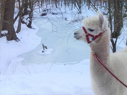 Unser Carlo im Schnee