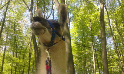 Ein stolzer Valentin im Wald