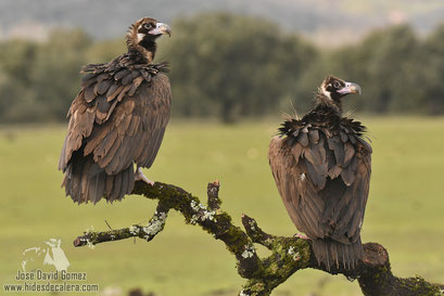 photography black vultures