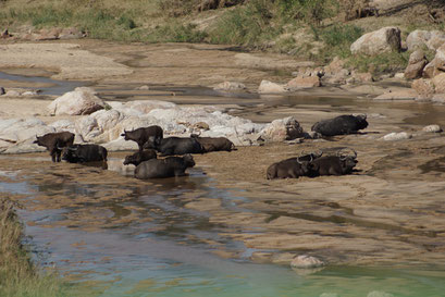 23.05.2014 Krüger Nationalpark