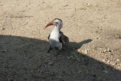 22.05.2014 Krüger Nationalpark