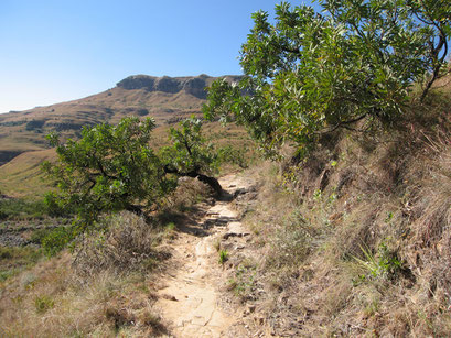 28.05.2014 Thukela Gorge Walk am Fuss der Drakensberge