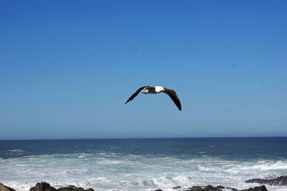 02.06.2014 Storms River Mouth. Unsere Nachbarn