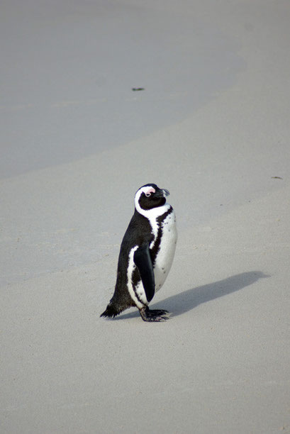 04.06.2014 Bolders Bay Pinguin Station