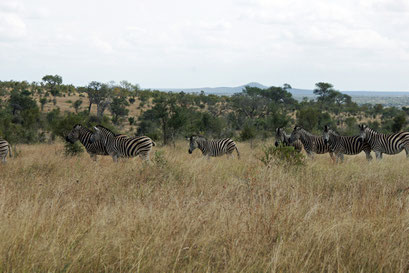 22.05.2014 Krüger Nationalpark