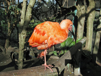 05.06.2014 World of Birds Wilflife Sanctuary, Hout Bay