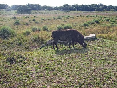 25.05.2014 St. Lucia Wetland Park