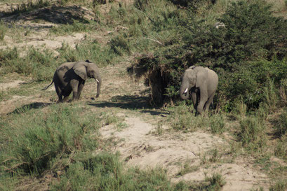 23.05.2014 Krüger Nationalpark