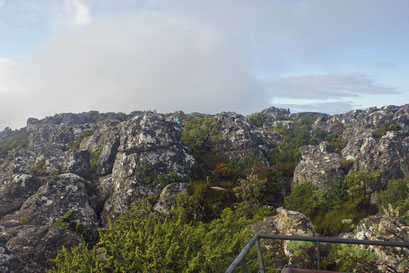 06.06.2014 Auf dem Tafelberg
