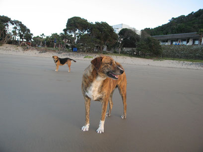 31.05.2014 Neue Freunde an der Coffee Bay