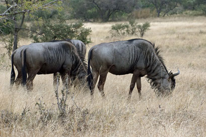 22.05.2014 Krüger Nationalpark