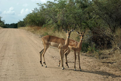 22.05.2014 Krüger Nationalpark