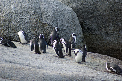 04.06.2014 Bolders Bay Pinguin Station