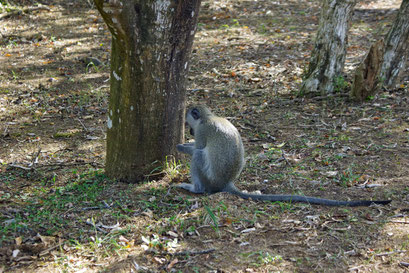 25.05.2014 St. Lucia Wetland Park