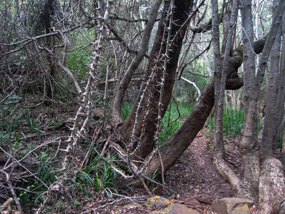 21.05.2014 Wanderung am Blyde River Canyon