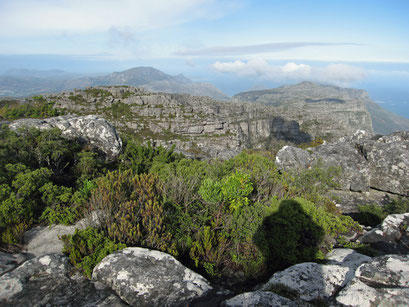 06.06.2014 Auf dem Tafelberg