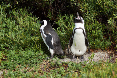 04.06.2014 Bolders Bay Pinguin Station