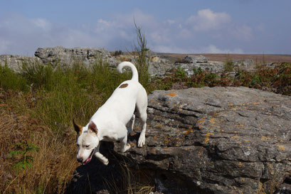 19.05.2014 Kaapschehoop Nature Walk