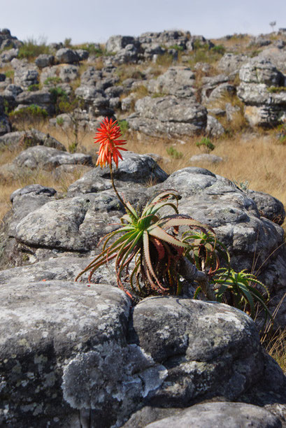 19.05.2014 Kaapschehoop Nature Walk