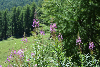 Grächen '14.