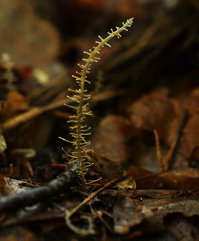 Vertakte collybia - Dendrocollybia racemosa  (zeldzaam)