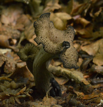 Hoorn van overvloed- Craterellus cornucopioides (Duitsland) 