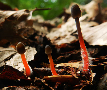 Prachtmycena (zeldzaam)