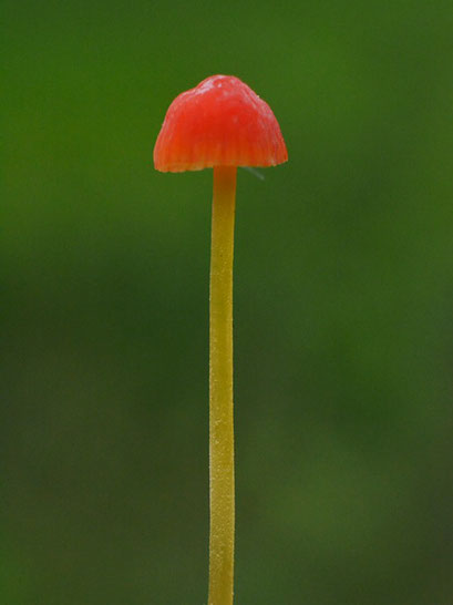 Oranje dwergmycena