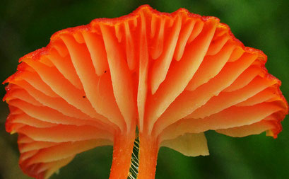 Gewoon vuurzwammetje - Hygrocybe miniata