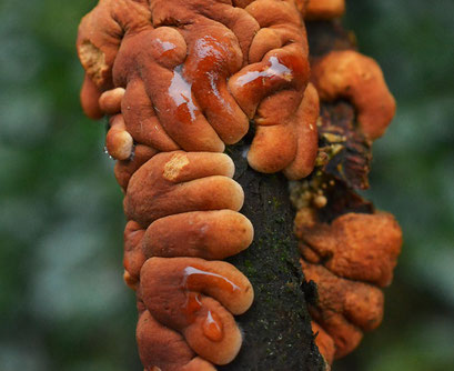 Rozetkussentjeszwam - Hypocreopsis lichenoides