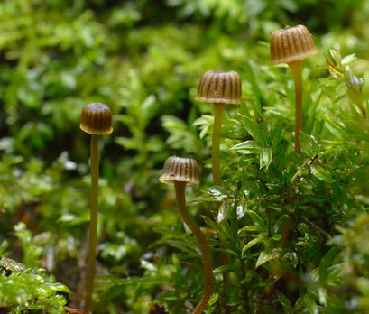 Tonnetjesmycena - Mycena picta (zeldzaam)