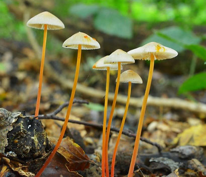 Prachtmycena (zeldzaam)