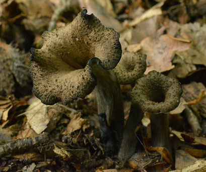 Hoorn van overvloed- Craterellus cornucopioides  (Duitsland) 