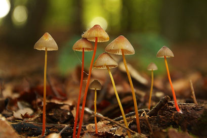 Prachtmycena  (zeldzaam)