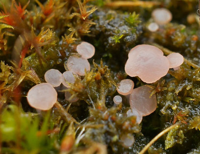 Roze grondschijfje (zeldzaam)