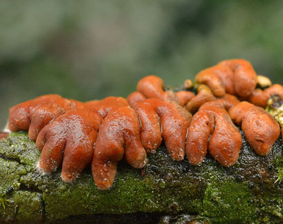 Rozetkussentjeszwam - Hypocreopsis lichenoides