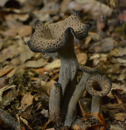 Hoorn van overvloed - Craterellus cornucopioides (Duitsland) 