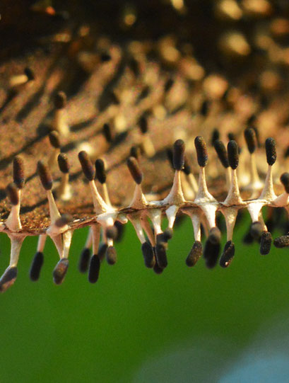 Witpootglinsterkopje - Diachea leucopodia (zeldzaam)