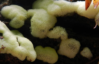 Ceratiomyxa porioides (zeldzaam)