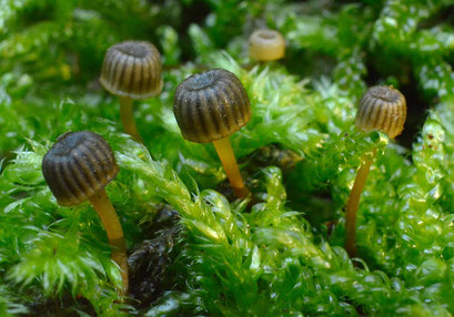 Tonnetjesmycena (zeldzaam)