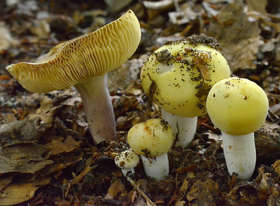 Paarsstelige pastelrussula 